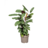 Calathea Oppenheimiana