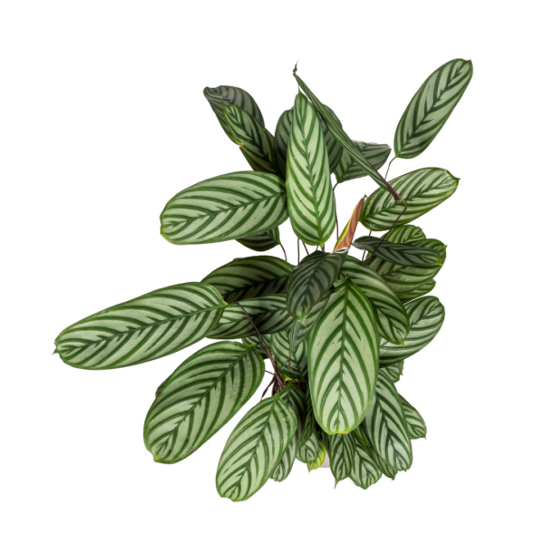thumbnail_6000-50.png Calathea Oppenheimiana