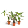 Alocosia plantenset - Alocasia Zebrina - Alocasia Cucullata - Alocasia Lauterbachiana