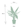 Alocosia plantenset - Alocasia Zebrina - Alocasia Cucullata - Alocasia Lauterbachiana