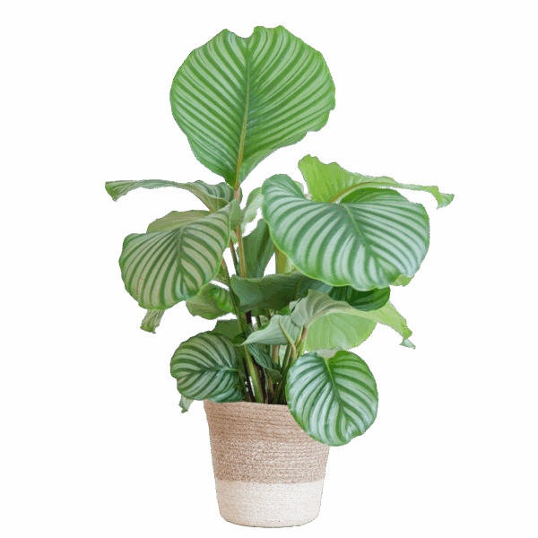 thumbnail_6000-63.png Calathea Orbifolia met Lissabon mand wit