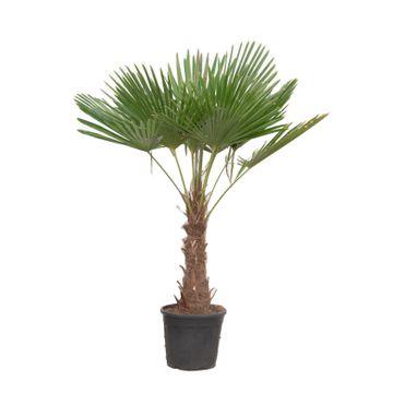 thumbnail_6000-64.jpg Trachycarpus Fortuneii