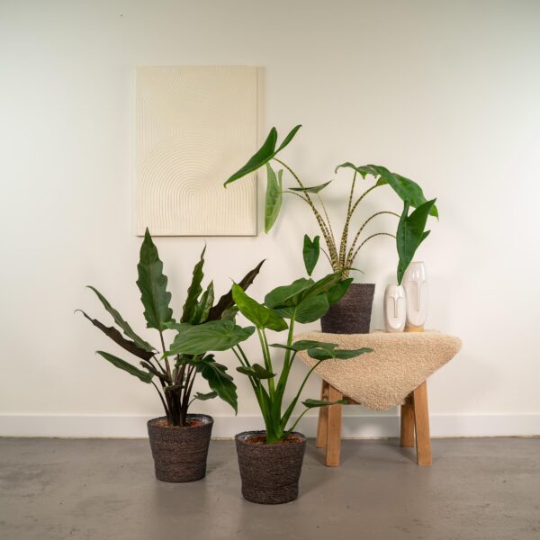 Alocosia plantenset - Alocasia Zebrina - Alocasia Cucullata - Alocasia Lauterbachiana