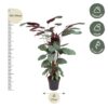 Calathea Oppenheimiana