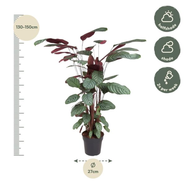 thumbnail_6000-10.jpg Calathea Oppenheimiana