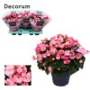 Begonia Betulia Candy