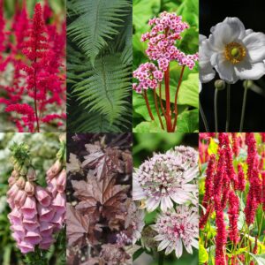 thumbnail_6000-104.jpg Borderpakket - Schaduw - Diversen - Soorten en kleuren - 6 Planten