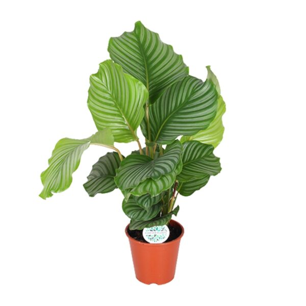 thumbnail_6000-13.jpg Calathea Orbifolia