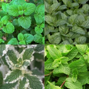 thumbnail_6000-137.jpg Borderpakket - Theekruiden - Diversen - Soorten en kleuren - 6 Planten