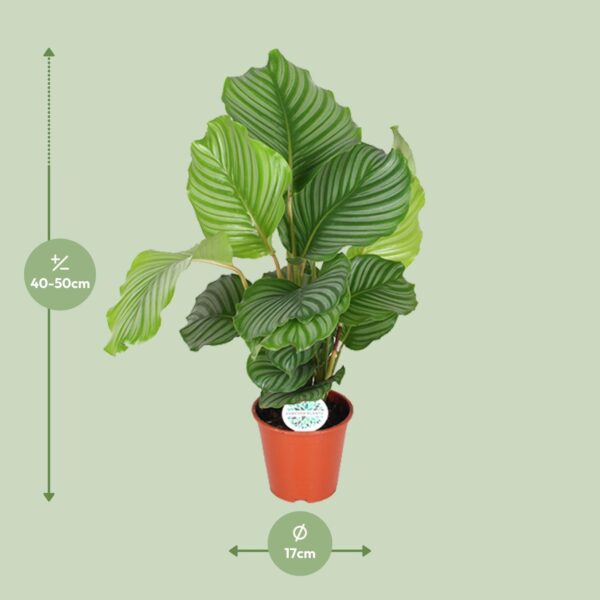 thumbnail_6000-14.jpg Calathea Orbifolia
