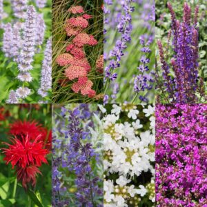 thumbnail_6000-181.jpg Borderpakket - Geurend - 24 Vaste planten - 3 m2 - Diversen kleuren - Weinig Onderhoud