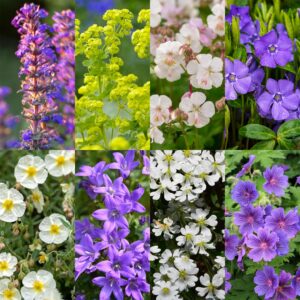 thumbnail_6000-203.jpg Borderpakket - Bodembedekend - Diversen - Soorten en kleuren - 6 Planten