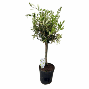 thumbnail_6000-22.png Olea Europaea op stam