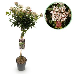 thumbnail_6000-236.jpg Viburnum tinus - Terras Plant - Bladhoudend - Winterhard - Wit-Roze Bloem
