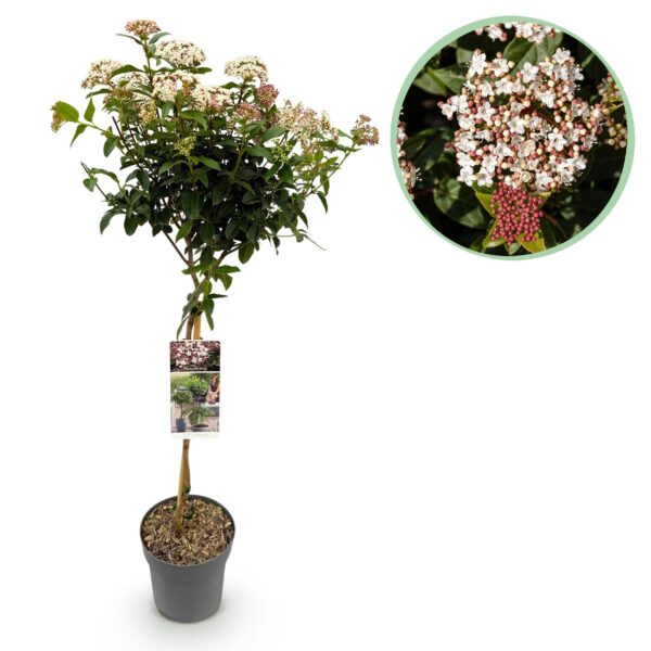 thumbnail_6000-236.jpg Viburnum tinus - Plant op stam - Terras Plant - Bladhoudend - Weinig Onderhoud