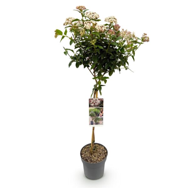 thumbnail_6000-237.jpg Viburnum tinus - Plant op stam - Terras Plant - Bladhoudend - Weinig Onderhoud