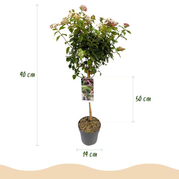 thumbnail_6000-238.jpg Viburnum tinus - Plant op stam - Terras Plant - Bladhoudend - Weinig Onderhoud
