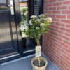 Viburnum tinus - Plant op stam - Terras Plant - Bladhoudend - Weinig Onderhoud