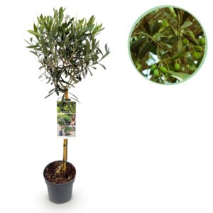 thumbnail_6000-247.jpg Olea Europaea - Terras Plant - Bladhoudend - Winterhard - Olijfgroen Blad