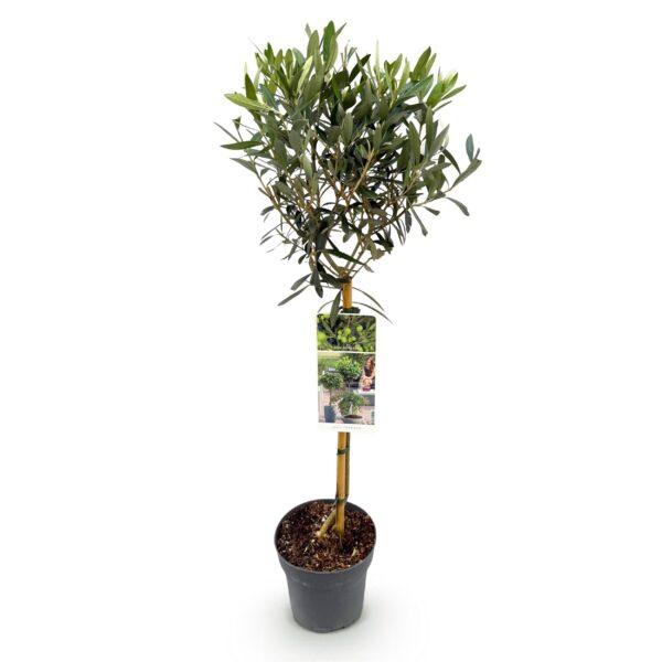 thumbnail_6000-248.jpg Olea Europaea - Plant op stam - Terras Plant - Bladhoudend - Weinig Onderhoud