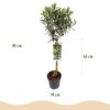 Olea Europaea - Plant op stam - Terras Plant - Bladhoudend - Weinig Onderhoud