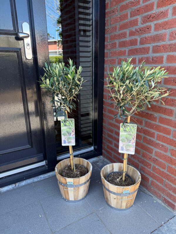 thumbnail_6000-251.jpg Olea Europaea - Plant op stam - Terras Plant - Bladhoudend - Weinig Onderhoud