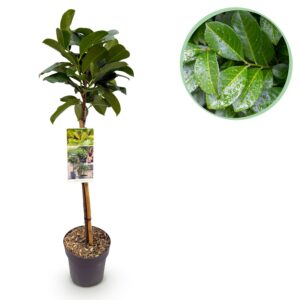 thumbnail_6000-269.jpg Prunus lauroverasus Etna® - Terras Plant - Bladhoudend - Winterhard - Groen Blad