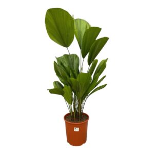 Licuala Grandis
