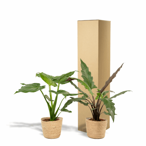thumbnail_6000-3.png Alocasia Cucullata & Alocasia Lauterbachiana in Mand Selin