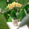 Gele orchidee Lima in Malaga sierpot licht oranje