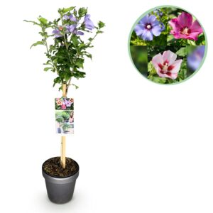 Hibiscus syriacus Tricolour  - Terras Plant - Bladverliezend - Winterhard - Witte, Roze, Paarse Bloem