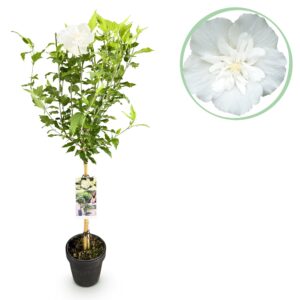 Hibiscus syriacus White Chiffon® - Terras Plant - Bladverliezend - Winterhard - Witte Bloem