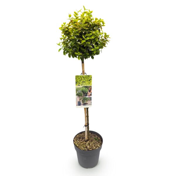 thumbnail_6000-357.jpg Euonymus fortunei Emerald n Gold - Plant op stam - Terras Plant - Bladhoudend - Weinig Onderhoud