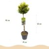 Euonymus fortunei Emerald n Gold - Plant op stam - Terras Plant - Bladhoudend - Weinig Onderhoud