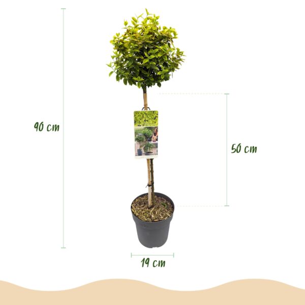 thumbnail_6000-358.jpg Euonymus fortunei Emerald n Gold - Plant op stam - Terras Plant - Bladhoudend - Weinig Onderhoud