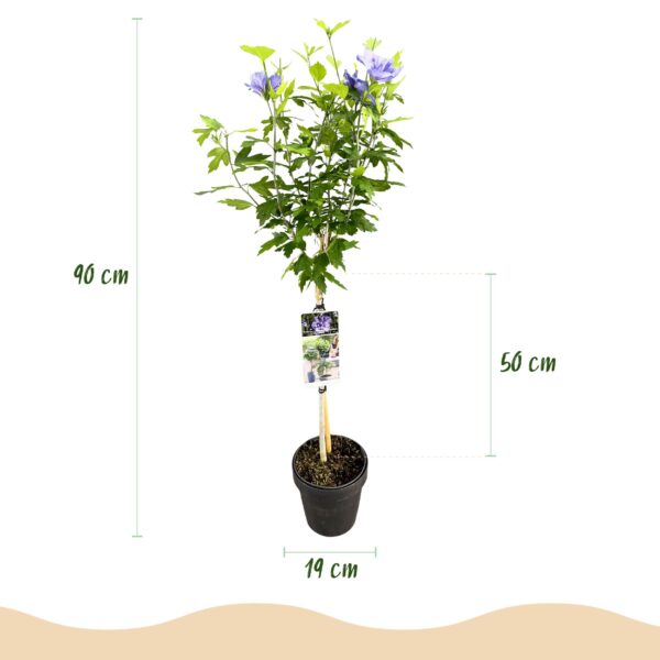 thumbnail_6000-369.jpg Hibiscus syriacus Blue Chiffon - Plant op stam - Terras Plant - Bladverliezend - Weinig Onderhoud