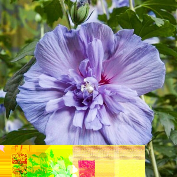 thumbnail_6000-370.jpg Hibiscus syriacus Blue Chiffon - Plant op stam - Terras Plant - Bladverliezend - Weinig Onderhoud