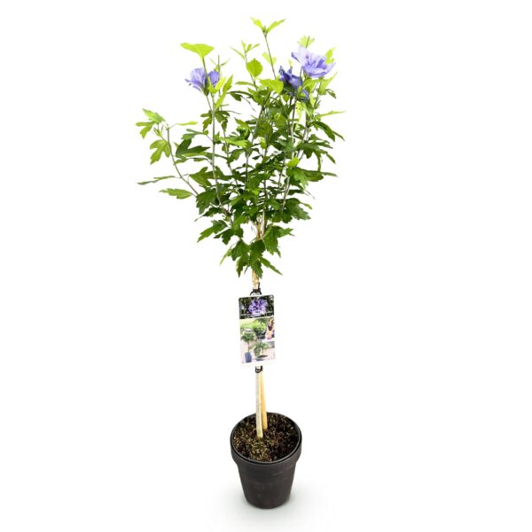 thumbnail_6000-371.jpg Hibiscus syriacus Blue Chiffon - Plant op stam - Terras Plant - Bladverliezend - Weinig Onderhoud