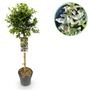 thumbnail_6000-378.jpg Euonymus fortunei Harlequin - Terras Plant - Bladhoudend - Winterhard - Groen-Wit Blad