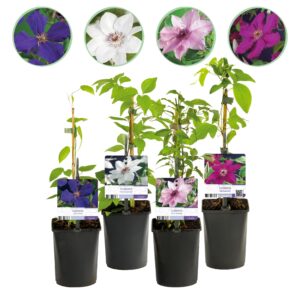 Klimplant - Clematis Rainbow - Bloem Roze Wit Paars Rood - Weinig onderhoud - 4 planten