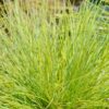 Siergrassen - Festuca glauca Golden Toupee - Geel - 4 Planten - Bladhoudend - Weinig Onderhoud
