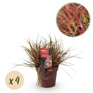 Siergrassen - Uncinia rubra Everflame  - Rood - 4 Planten - Bladhoudend - Weinig Onderhoud