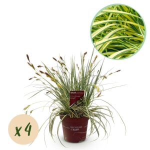 Siergrassen - Carex oshimensis Evergold - Geel & Groen - 4 Planten - Bladhoudend - Weinig Onderhoud