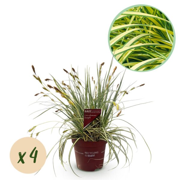 thumbnail_6000-478.jpg Siergrassen - Carex oshimensis Evergold - Geel & Groen - 4 Planten - Bladhoudend - Weinig Onderhoud