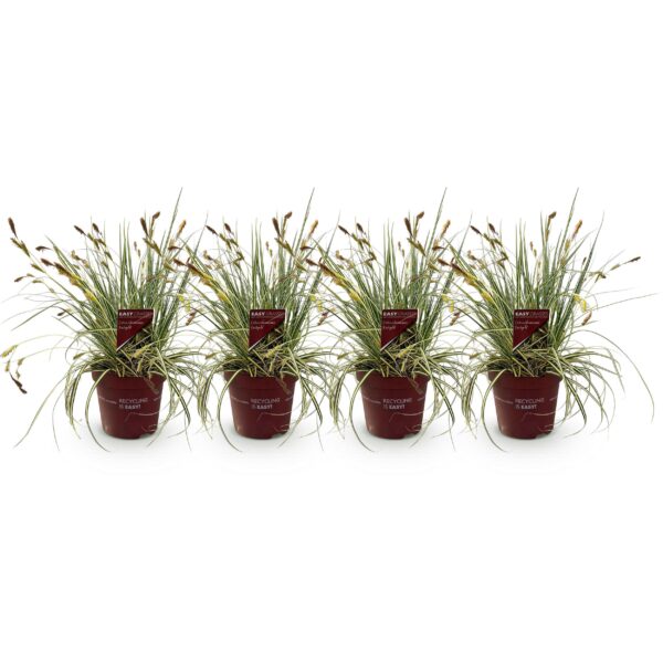 thumbnail_6000-479.jpg Siergrassen - Carex oshimensis Evergold - Geel & Groen - 4 Planten - Bladhoudend - Weinig Onderhoud