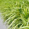 Siergrassen - Carex oshimensis Evergold - Geel & Groen - 4 Planten - Bladhoudend - Weinig Onderhoud