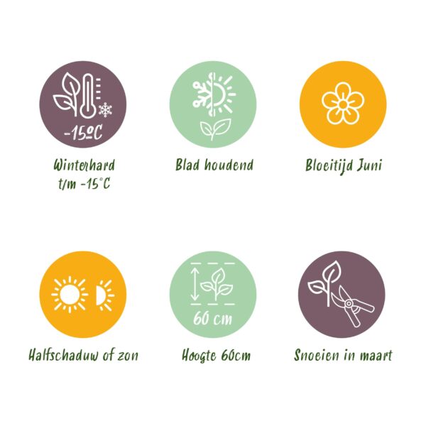 thumbnail_6000-487.jpg Siergrassen - Carex oshimensis Evergold - Geel & Groen - 4 Planten - Bladhoudend - Weinig Onderhoud
