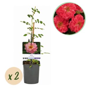 Klimroos - Rosa Salmon Queen - Bloem Licht roze - Weinig onderhoud - 2 planten