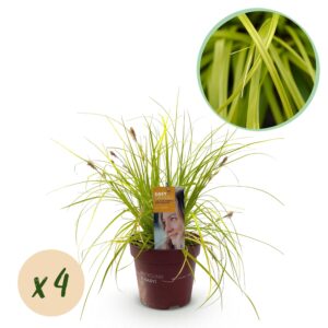 Siergrassen -  Carex oshimensis Everillo - Geel - 4 Planten - Bladhoudend - Weinig Onderhoud