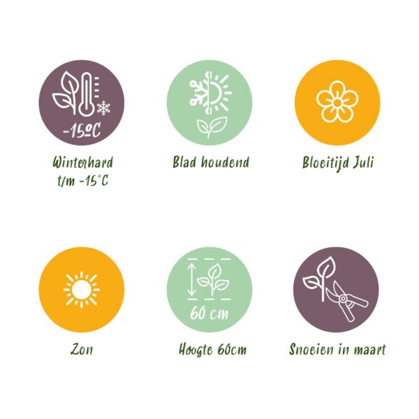 thumbnail_6000-590.jpg Siergrassen - Uncinia rubra Everflame - Rood - 2 Planten - Bladhoudend - Weinig Onderhoud